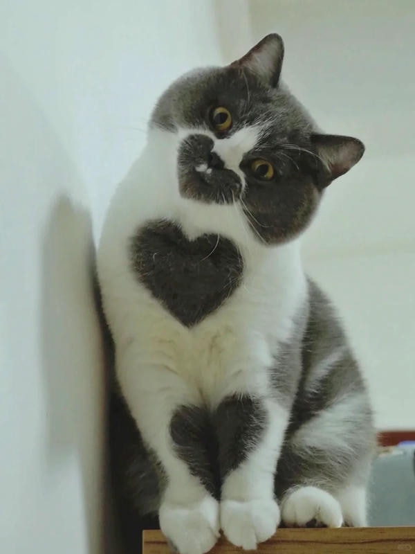 ảnh mèo cute trái tim 16