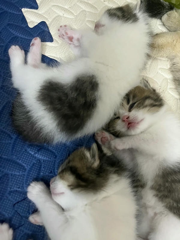 ảnh mèo cute trái tim 17