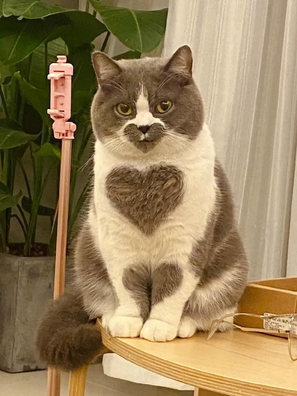 ảnh mèo cute trái tim 20