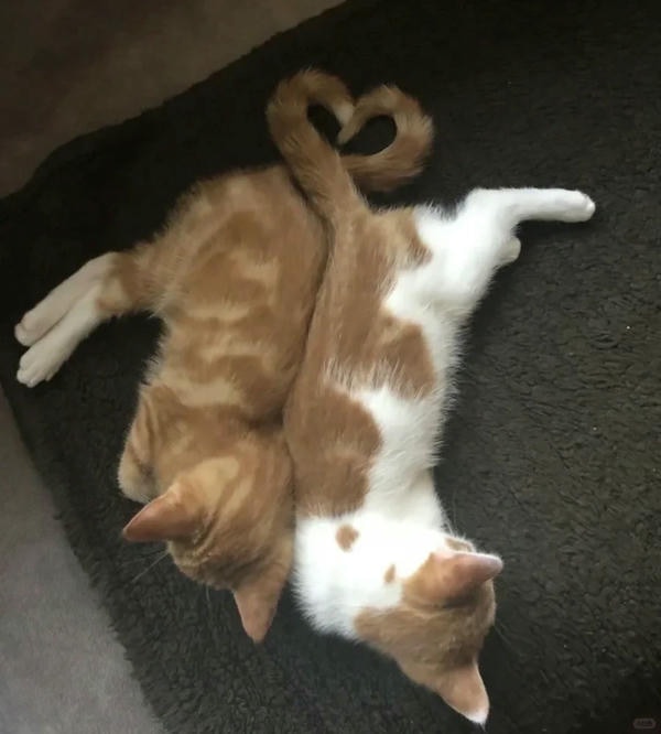 ảnh mèo cute trái tim 25