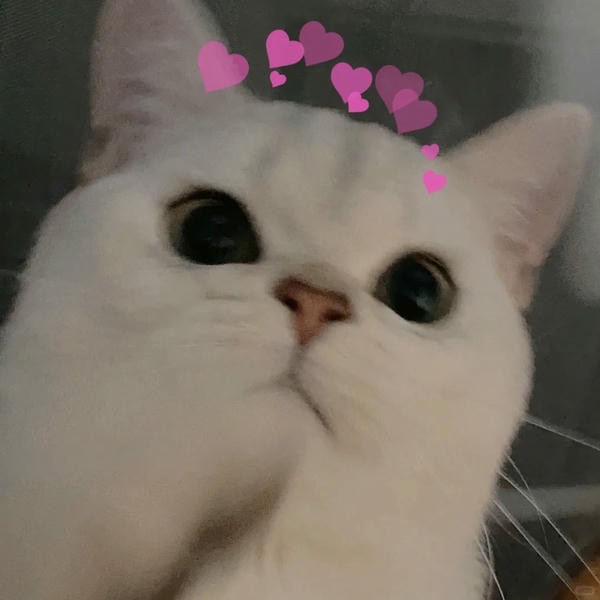 ảnh mèo cute trái tim 4