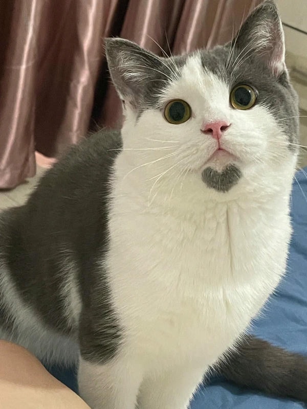 ảnh mèo cute trái tim 5