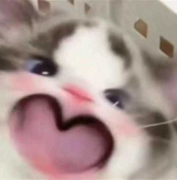 ảnh mèo cute trái tim 7