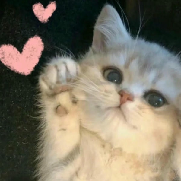 ảnh mèo cute trái tim 8