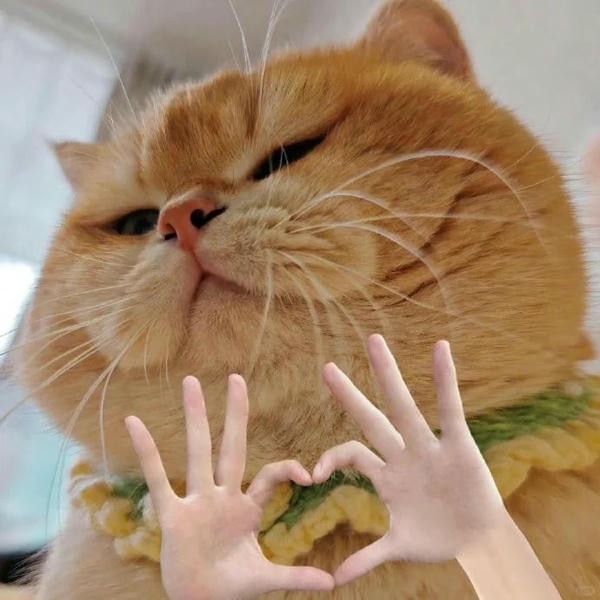 ảnh mèo cute trái tim 9