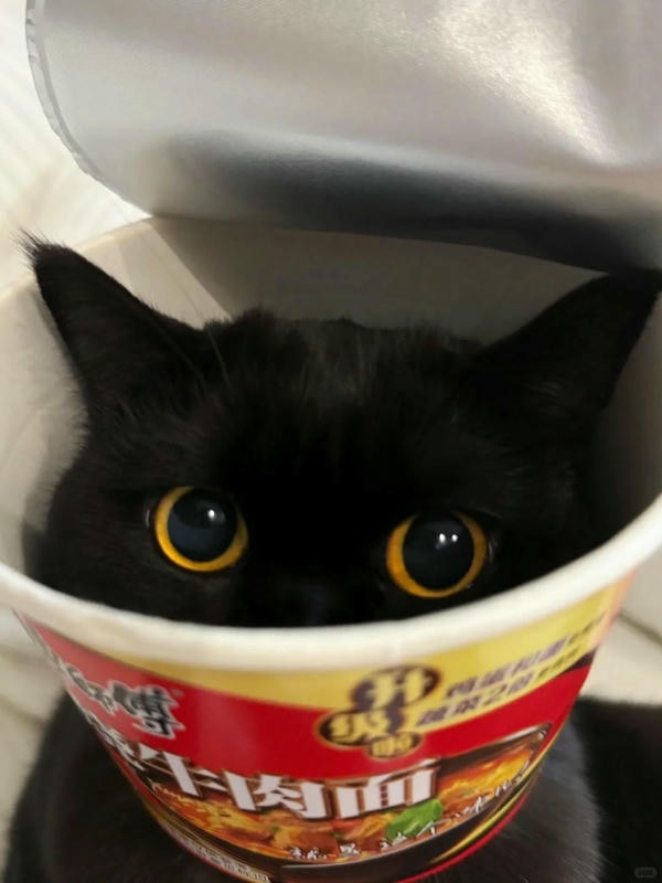 ảnh mèo đen 10