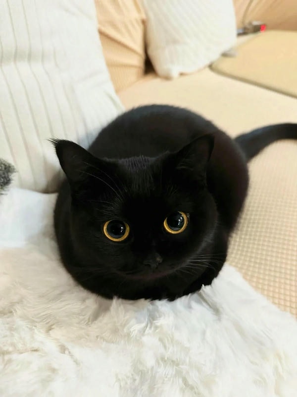 ảnh mèo đen 13