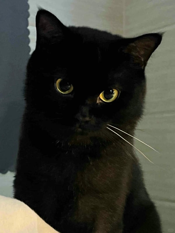 ảnh mèo đen 2