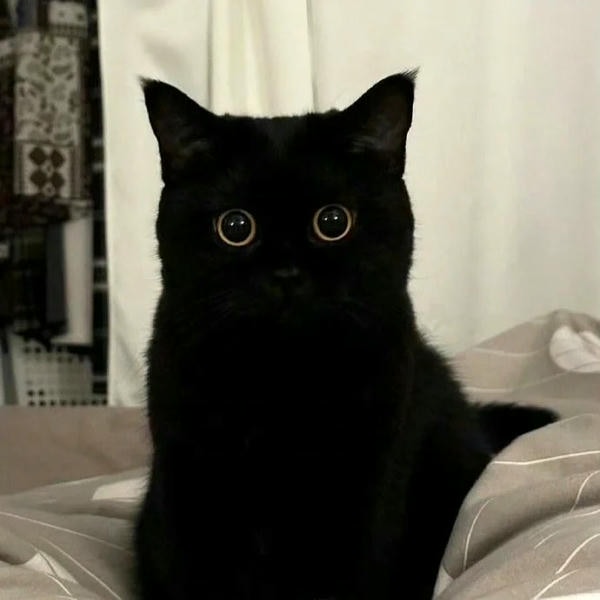 ảnh mèo đen 29