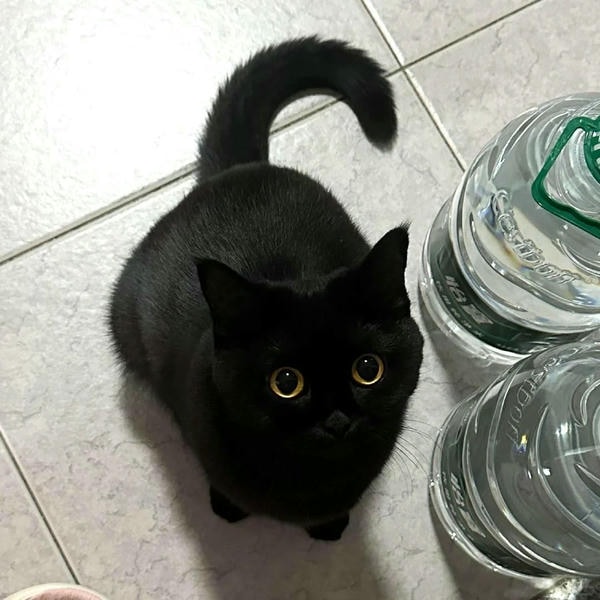 ảnh mèo đen 6