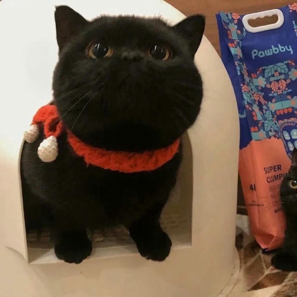 ảnh mèo đen cute