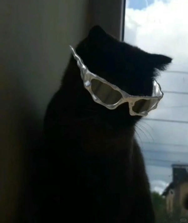 ảnh mèo đen ngầu