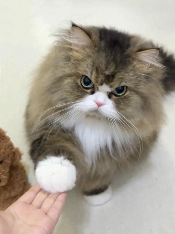 ảnh mèo giận cute 11