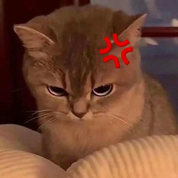 ảnh mèo giận cute 12