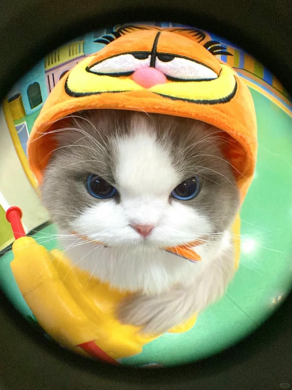 ảnh mèo giận cute 13