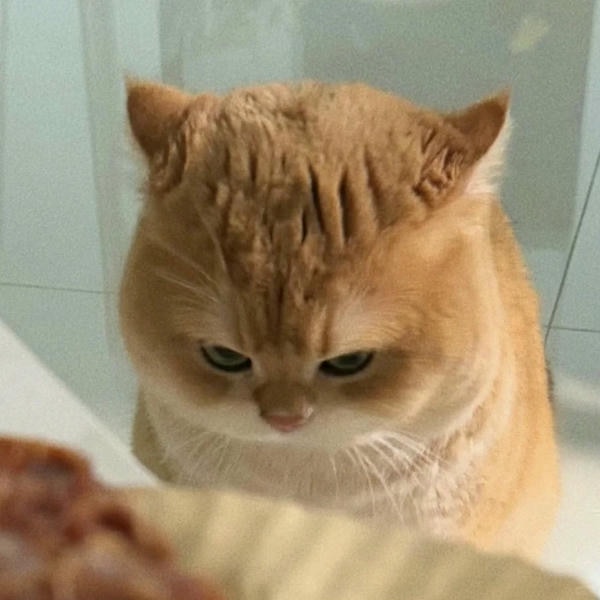 ảnh mèo giận cute 15