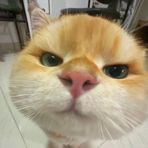 ảnh mèo giận cute 16