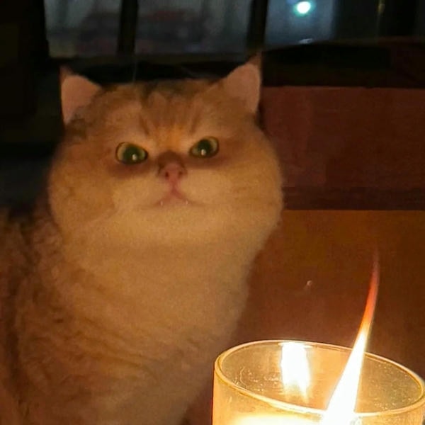 ảnh mèo giận cute 17