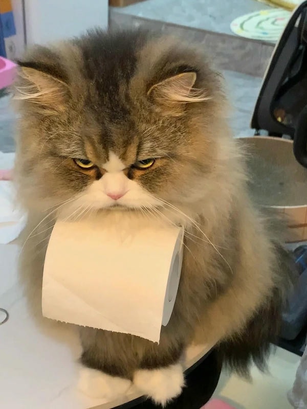 ảnh mèo giận cute 18