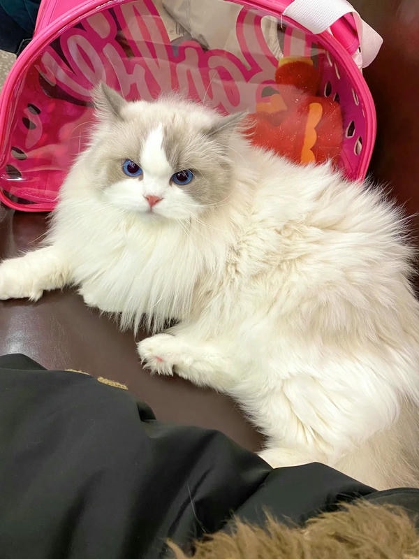 ảnh mèo giận cute 2