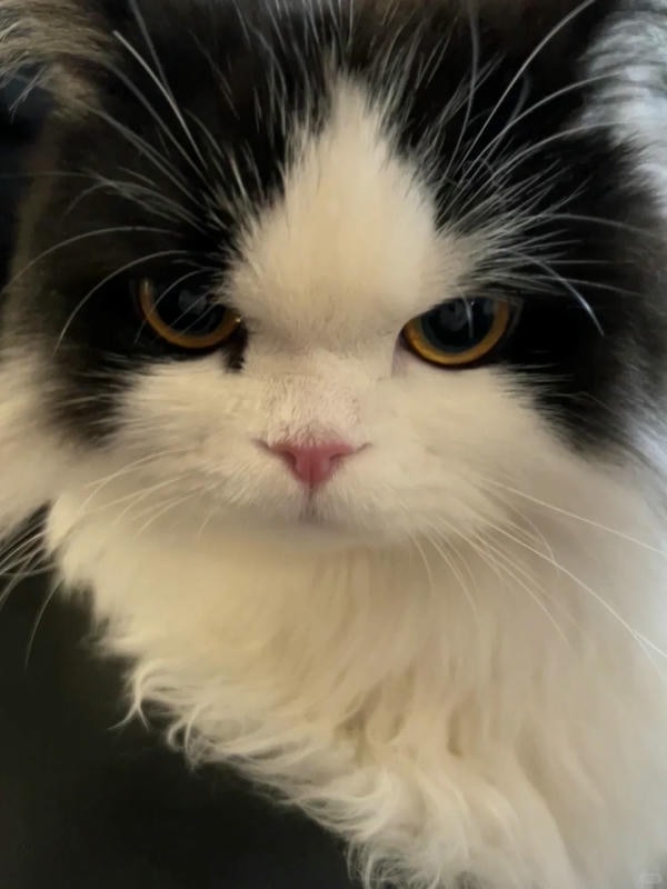 ảnh mèo giận cute 20