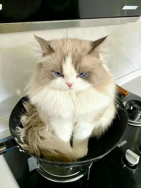 ảnh mèo giận cute 21