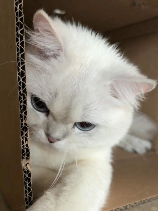 ảnh mèo giận cute 22