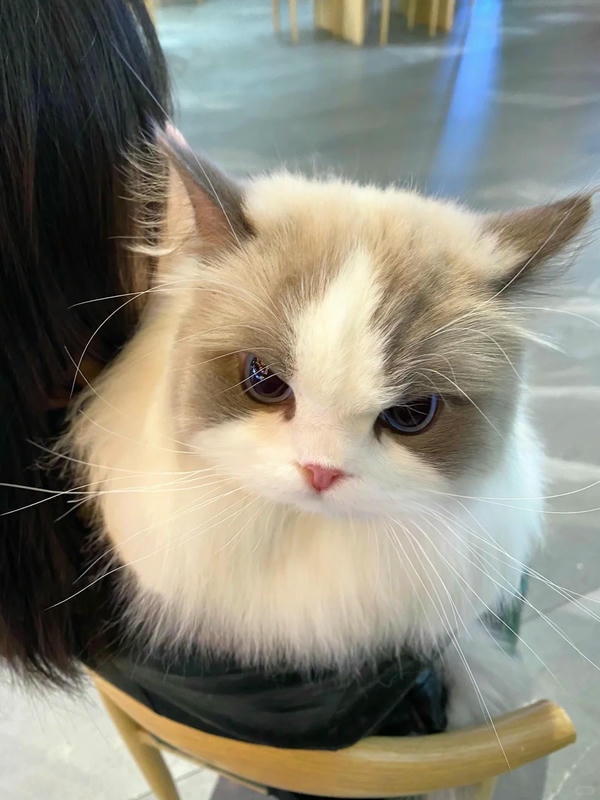 ảnh mèo giận cute 24