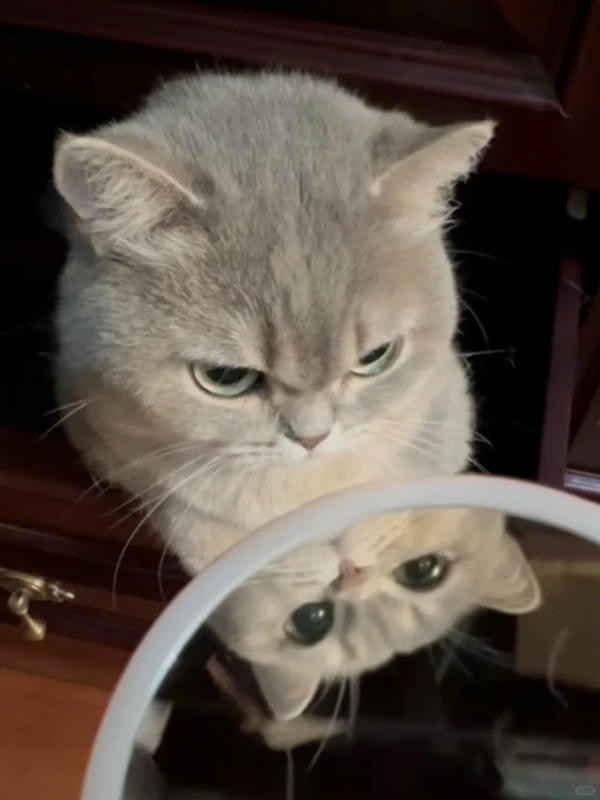 ảnh mèo giận cute 29