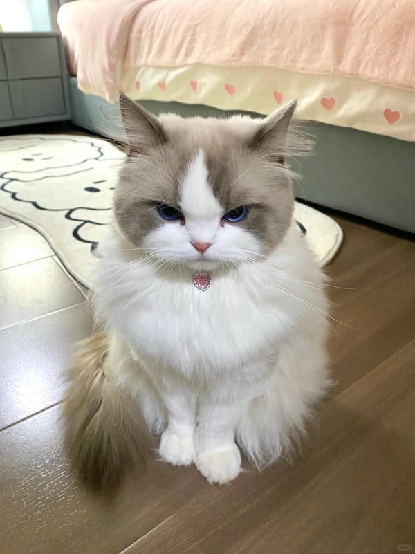 ảnh mèo giận cute 30