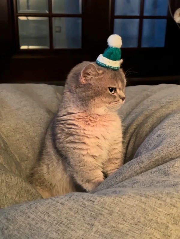 ảnh mèo giận cute 31