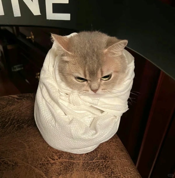 ảnh mèo giận cute 32