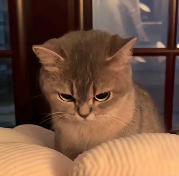 ảnh mèo giận cute 33