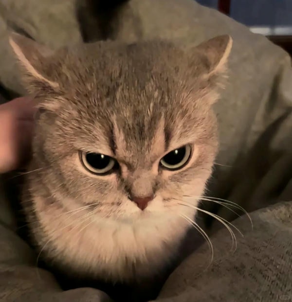 ảnh mèo giận cute 36