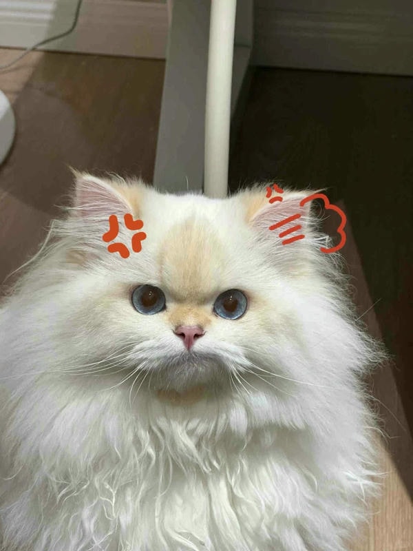 ảnh mèo giận cute 37