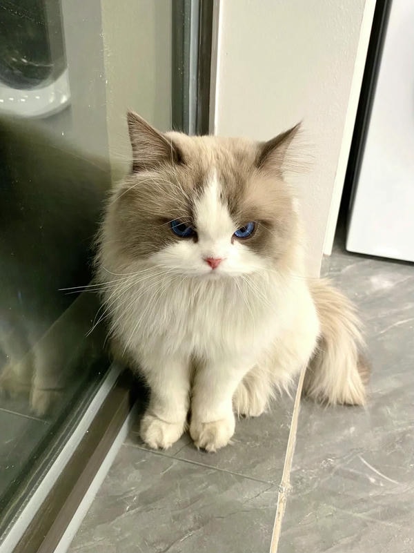 ảnh mèo giận cute 4