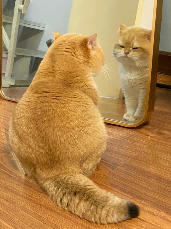 ảnh mèo giận cute 6