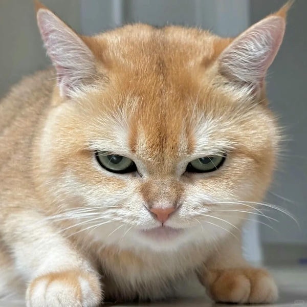 ảnh mèo giận cute 7