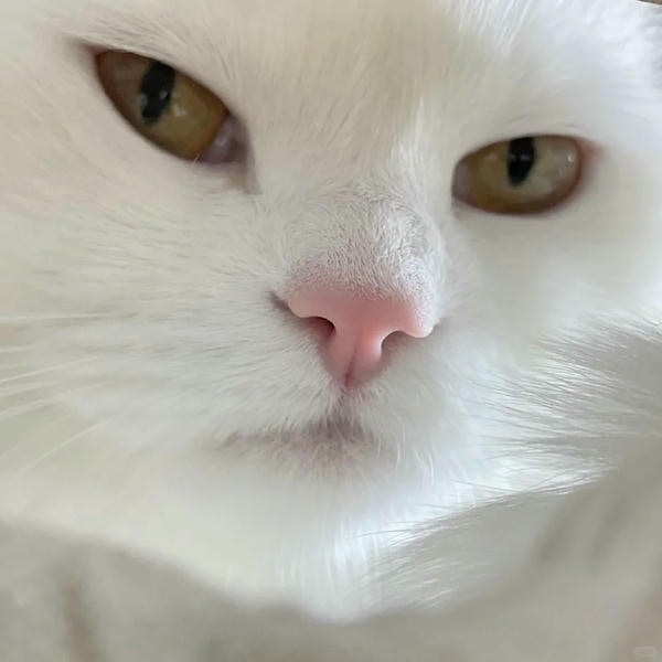 ảnh mèo giận cute 8