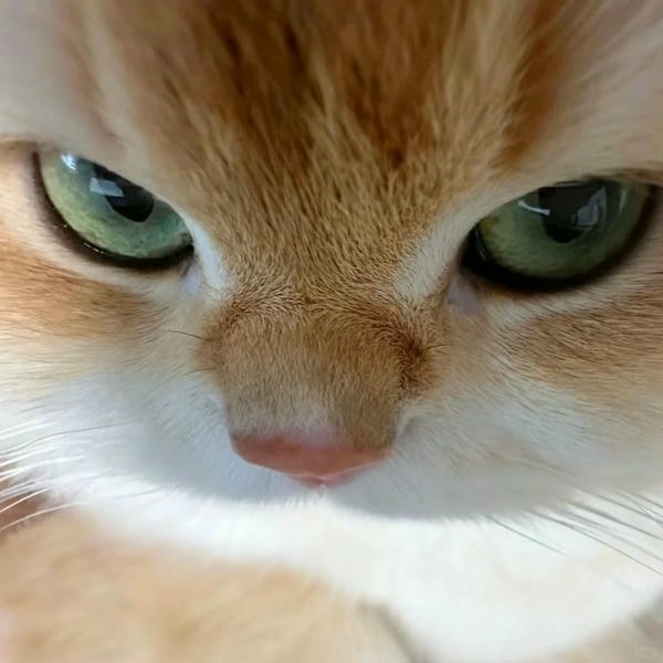 ảnh mèo giận cute 9