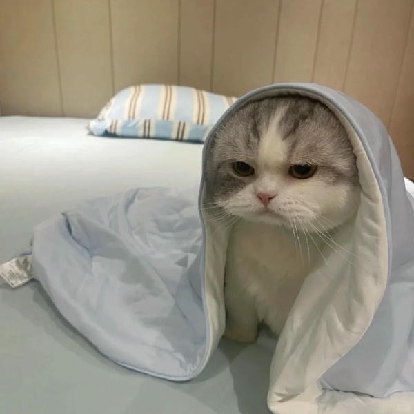 ảnh mèo tức giận cute