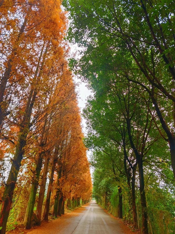 ảnh phong cảnh chill (6)