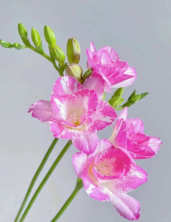 bộ sưu tập ảnh hoa đẹp 29