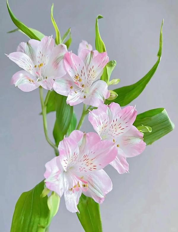 bộ sưu tập ảnh hoa đẹp 30