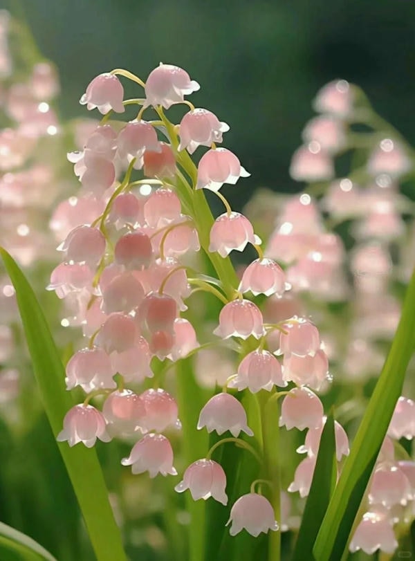 bộ sưu tập ảnh hoa đẹp 31