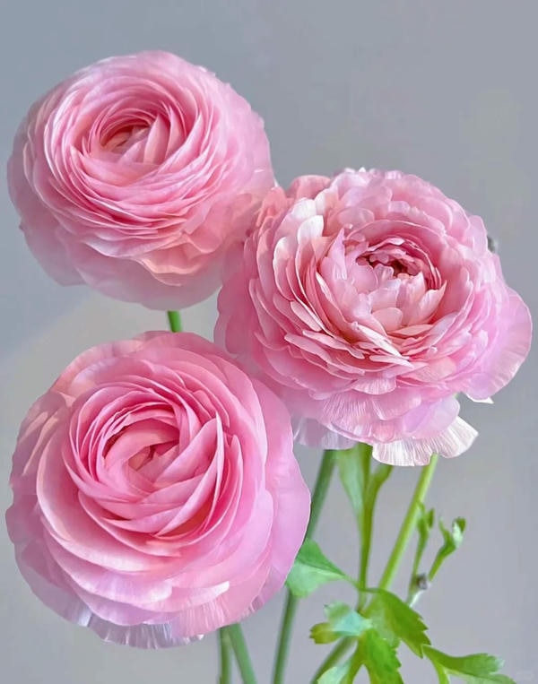 bộ sưu tập ảnh hoa đẹp 7