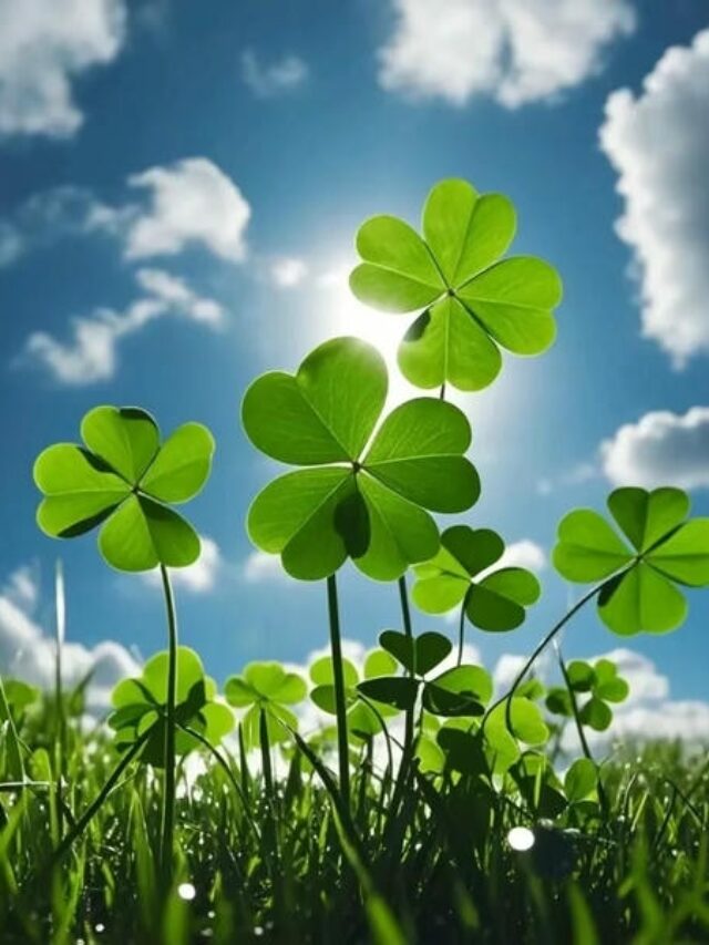 ảnh cỏ 4 lá may mắn đẹp 23