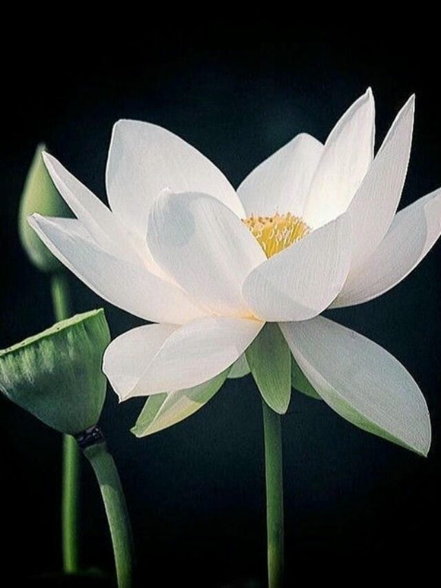 ảnh hoa sen nền đen 19