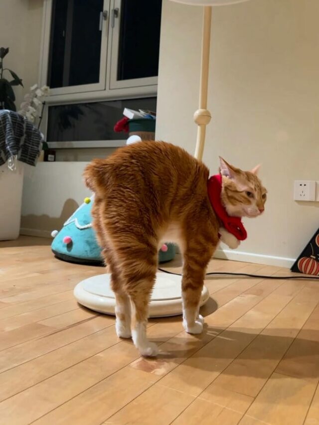 ảnh mèo bựa cute​ 26