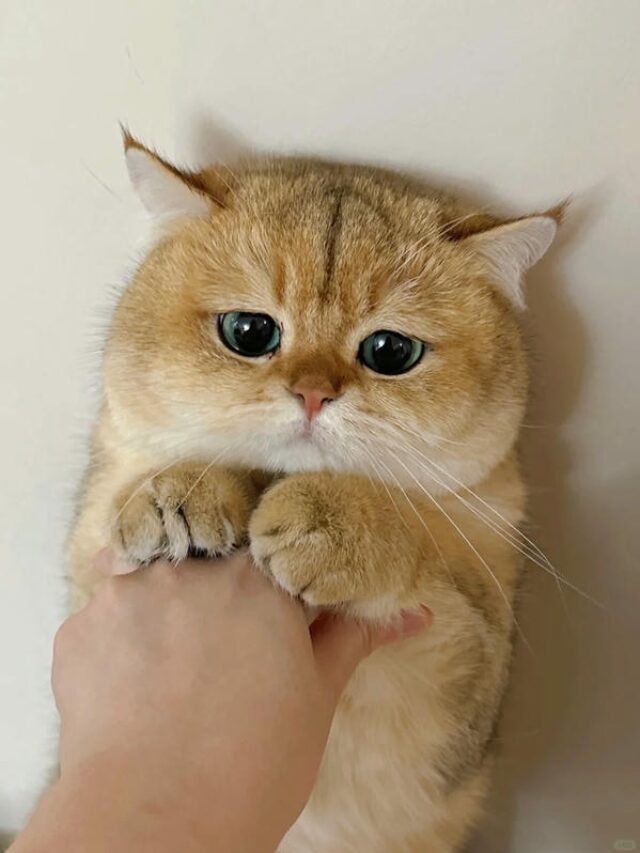 ảnh mèo buồn cute 34